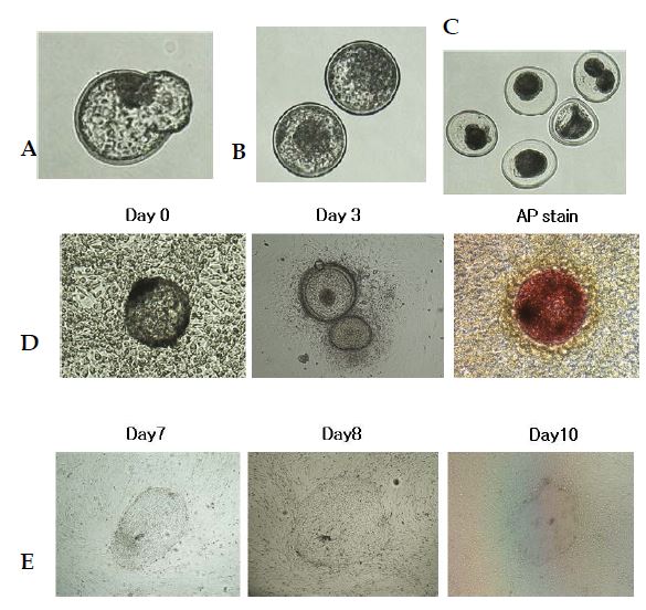 Figure. 5-1. 소의 embryonic stem-like cells 구축을 위해 체내 배반포의 outgrowth 배양