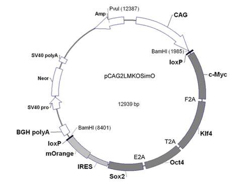 Figure. 5-3. iPS stem cell 구축을 위해 사용한 non viral vector