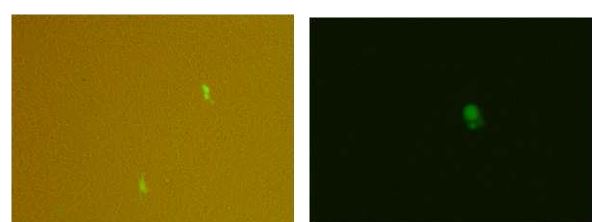 Figure. 5-4. pCAG2LMKOSimO vector를 transfection 후 GFP 발현