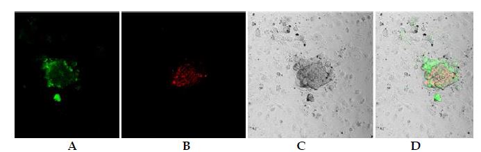 Figure. 5-5. Expression of pluripotency markers in pig iPS cells detected by immunostaining