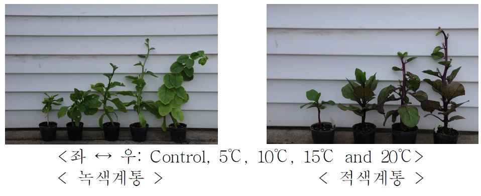 그림 16. 온도처리별 인디언시금치의 생육상황 비교