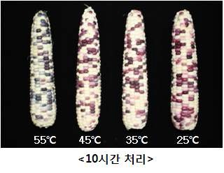그림 4. 온도 및 처리기간에 따른 옥수수 색 변화
