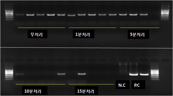 그림 5. 플라즈마 처리의 세균벼알마름병에 대한 종자소독 효과(PCR 검정)