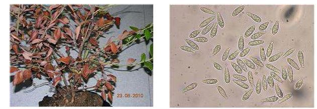 줄기썩음병 병징과 Botryosphaeria dothidea 포자