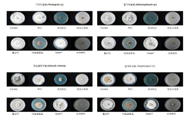 블루베리 주요 병원균에 대한 친환경농자재 균사 생장 억제시험