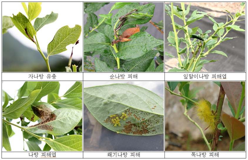 블루베리 주요 나방류 해충 발생 및 피해 증상(2010년)