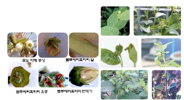 블루베리혹파리(Dasineura oxycoccana )에 의한 신초 및 꽃눈 피해