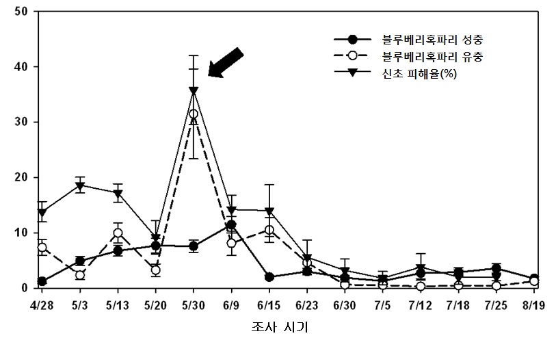 시설비가림 블루베리 재배 포장 화분에 왕겨를 덥는 물리적 방제 수단 적용 (6월 초순)이후 블루베리혹파리 발생(마리/트랩) 및 피해 신초율(%) 발생 양상(2011, 화성)