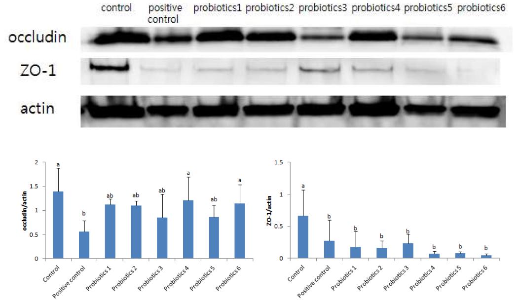 Effect of probiotics on tight junction proteins