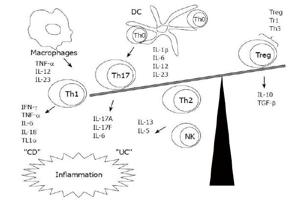 Relationship between the enteric microbiota and mucosal immune reaction.