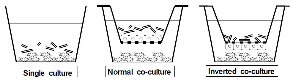 Diagram of co-culture model setup