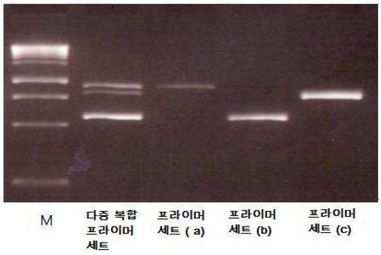 Multiplex PCR and single primer PCR of B. bifidum BGN4