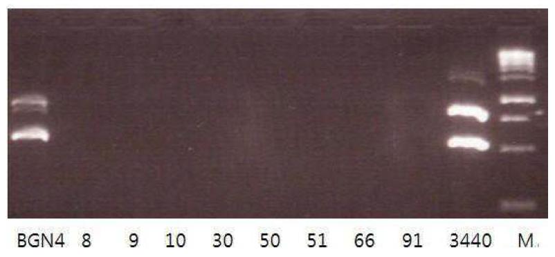 Multiplex PCR of several bifidobactria strains.