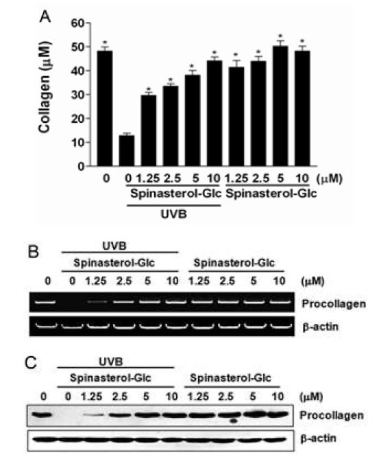 그림 1. spinasterol-Glc의 콜라겐 생성 효능 분석
