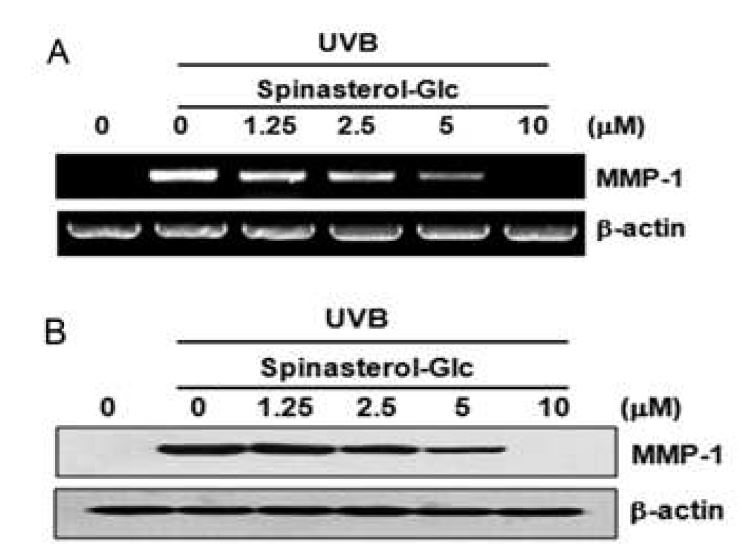 그림 2 spinasterol-Glc의 콜라게네이즈 생성 효능 분석