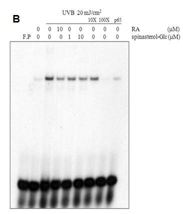 그림 4. spinasterol-Glc의 NF-kB 활성 및 DNA 결합