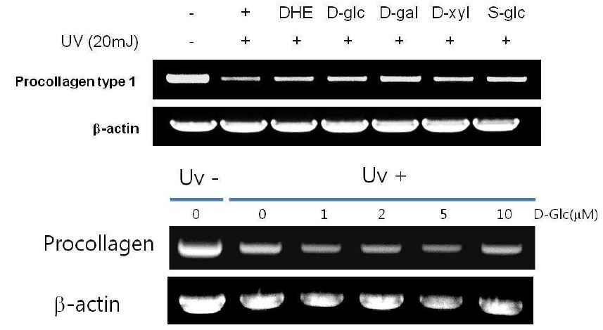 그림 6. 4종의 사포닌 유도체의 콜라겐 전구체 발현 비교 분석