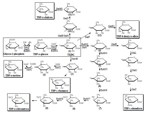 그림 4. Deoxysugar의 생합성 과정