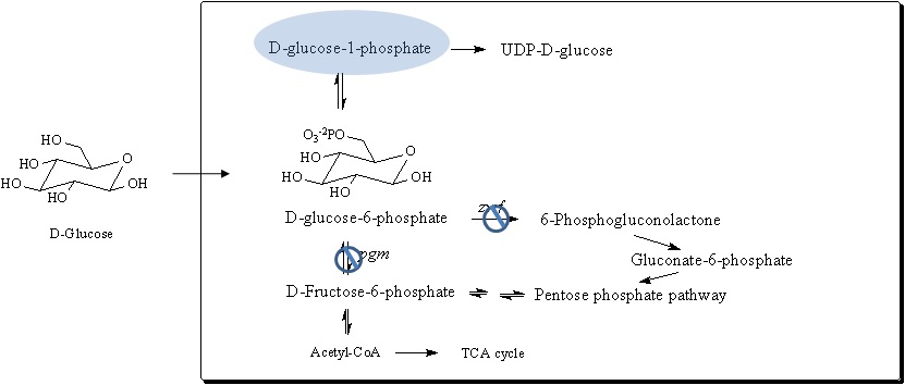 그림 3. 변이된 대장균으로부터 UDP-D-glucose의 과합성