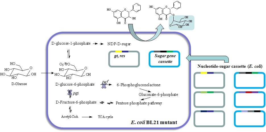 그림 4. UDP-D-glucose의 과합성되는 대장균에 aglycon의 feeding에 의한 glycosylated small molecule