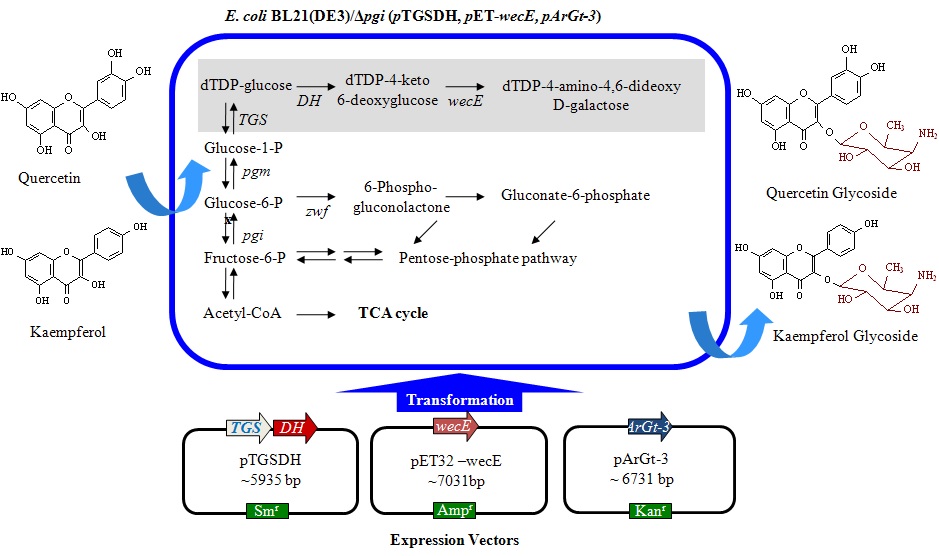 그림 6. Diagramatic presentation of over all process of in-vivo glycosylation with TDP-4-amino-4,6 -dideoxygalactose