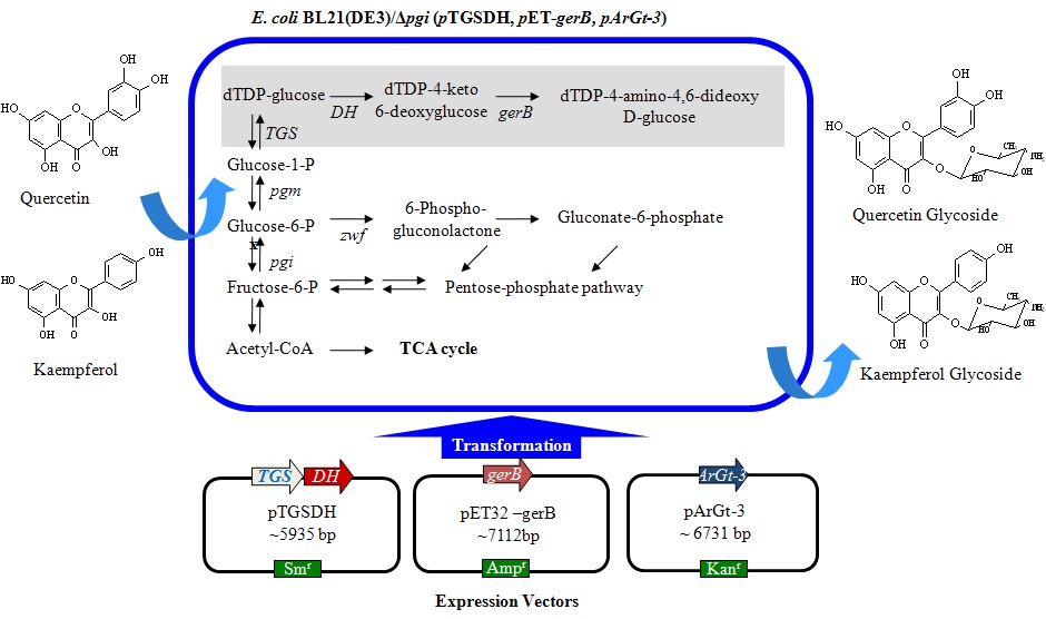 그림 8. Diagramatic presentation with TDP-4-amino-4,6-dideoxyglucose