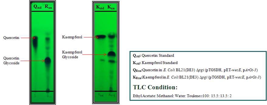 그림 9. TLC analysis of 4-O-Amino-4,6-dideoxy-galactosyl quercetin and kaempferol