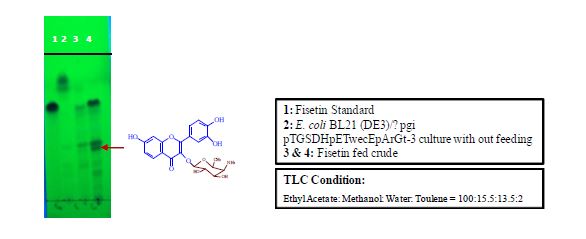그림 11. TLC analysis of proposed 4-O-Amino-4,6-dideoxy-galactosyl ficetin.