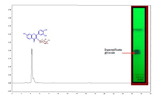 그림 13. HPLC analysis of purified proposed 4-O-Amino-4,6-dideoxy-galactosyl ficetin