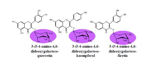 그림 14. E. coli BL21(DE3)/Δpgi TGSDH-WecE-Gt-3 균주로부터 예상되는 신규 flavonoid.