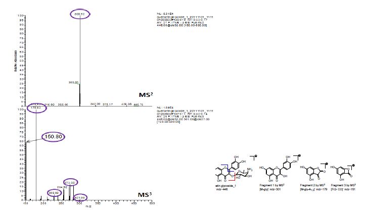그림 15. 4-O-Amino-4,6-dideoxy-galactosyl quecetin로 추정되는 물질의 Mass 분석