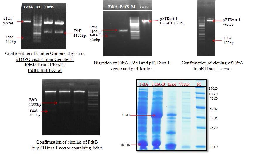그림 18. Cloning and Expression of fdtA and fdtB in pETDuet-1 vector in E. coli BL21(DE3)