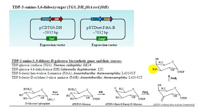 그림 19. 재조합된 pETDuet-FdtA-B와 TDP-3-amino-3,6-dideoxy-D-galactose의 생합성 과정.