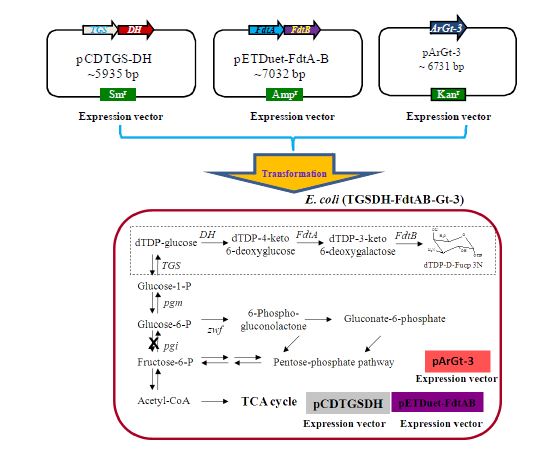 그림 20. pETDuet-FdtA-B, pCDTGS-DH 및 pArGt-3 벡터가 전이된 균주