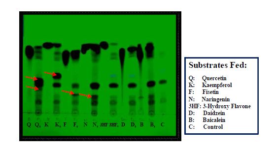 그림 21. TLC of Crude Extracted after Biotransformation E. coli BL21(DE3)/Δpgi TGSDH-FdtA-B-Gt-3