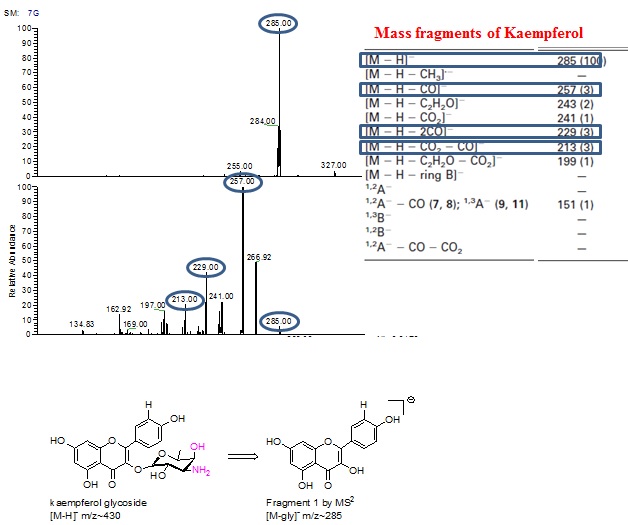 그림 24. 3-O-Amino-4,6-dideoxy-galactosyl kaempferol로 추정되는 물질의 Mass 분석