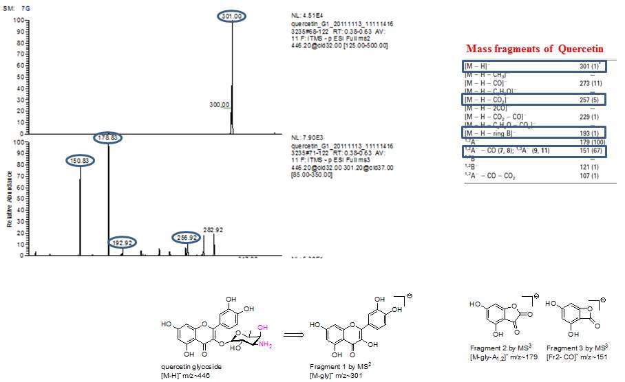 그림 23. 3-O-Amino-3,6-dideoxy-galactosyl quecetin으로 추정되는 물질의 Mass 분석