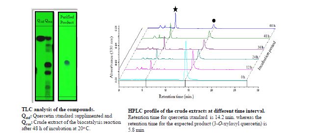 그림 30. 균주에서 시간에 따른 Quercetin 3-O-xyloside 합성되는 과정에 대한 TLC 및 HPLC 분석