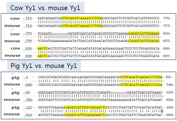 그림 6 Mouse, cow, pig의 mRNA 서열 비교
