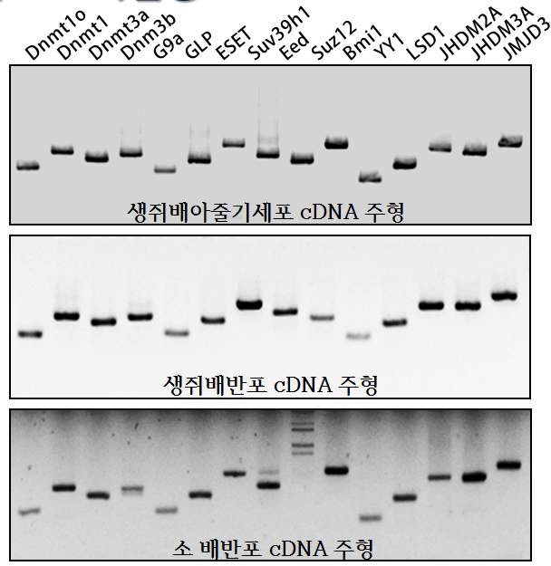 그림 7 배아줄기세포, 생쥐 배반포 및 소 배반포에서 추출한 mRNA로부터 리프로그래밍 관련 개별 유전자의 RT-PCR 결과