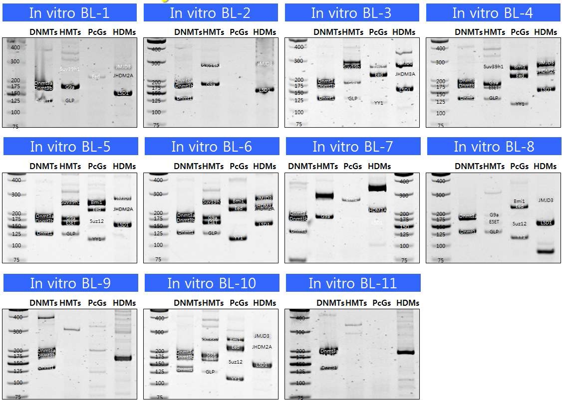 그림 10 생쥐 in vitro blastocyst 다중 PCR 분석 결과.