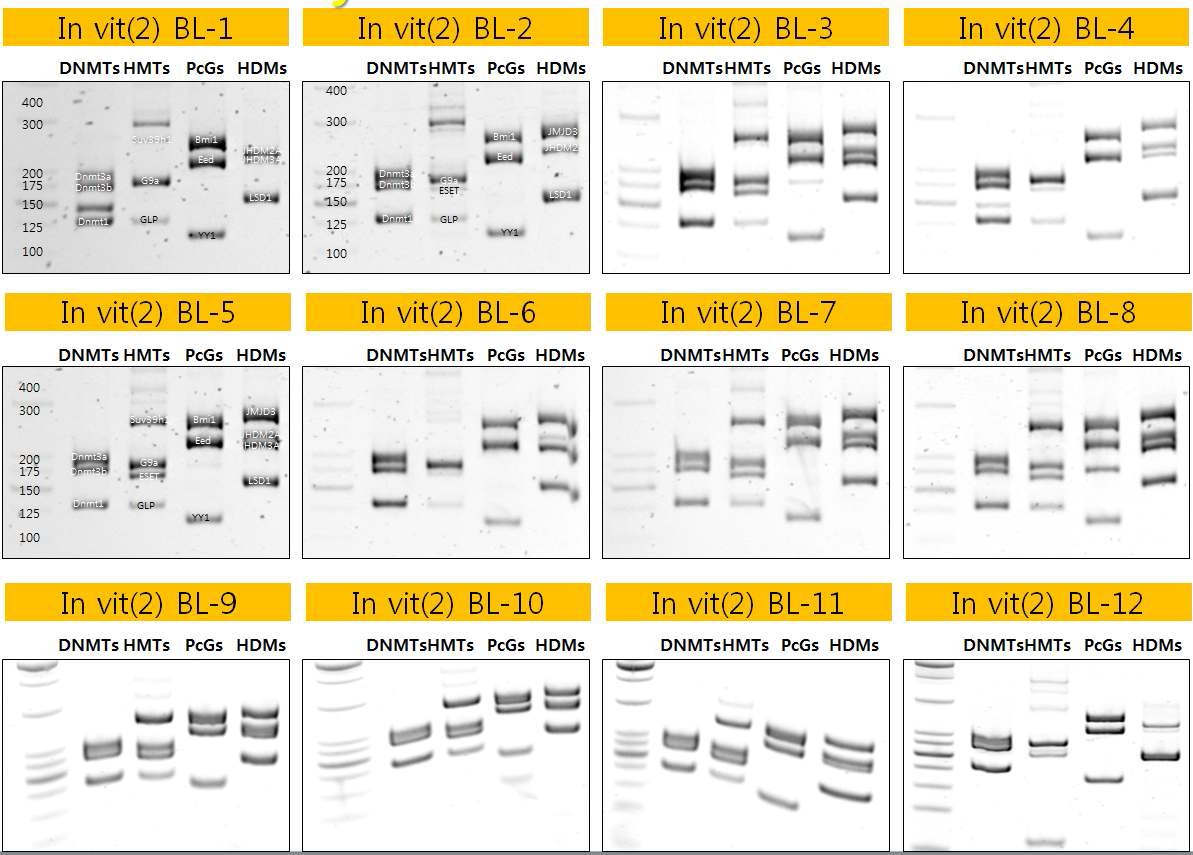 그림 12 생쥐 in vitro blastocysts(2) 다중 PCR 결과