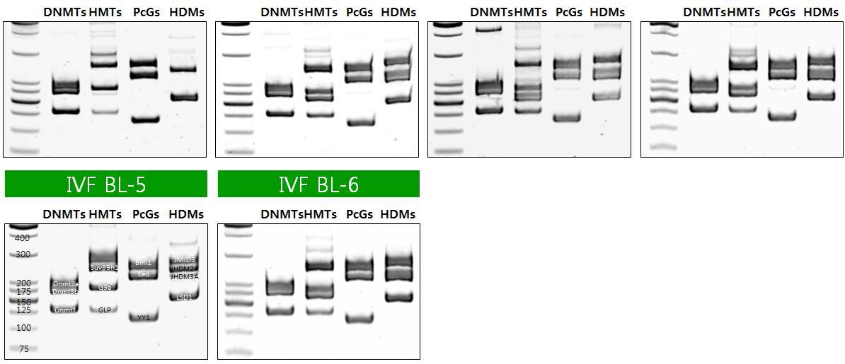 그림 14 생쥐 IVF blastocysts 다중 PCR 분석 결과