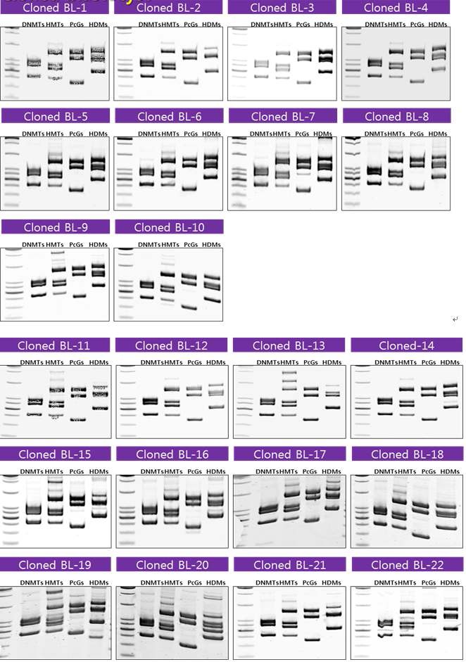 그림 16 생쥐 cloned blastocysts 다중 PCR 분석 결과
