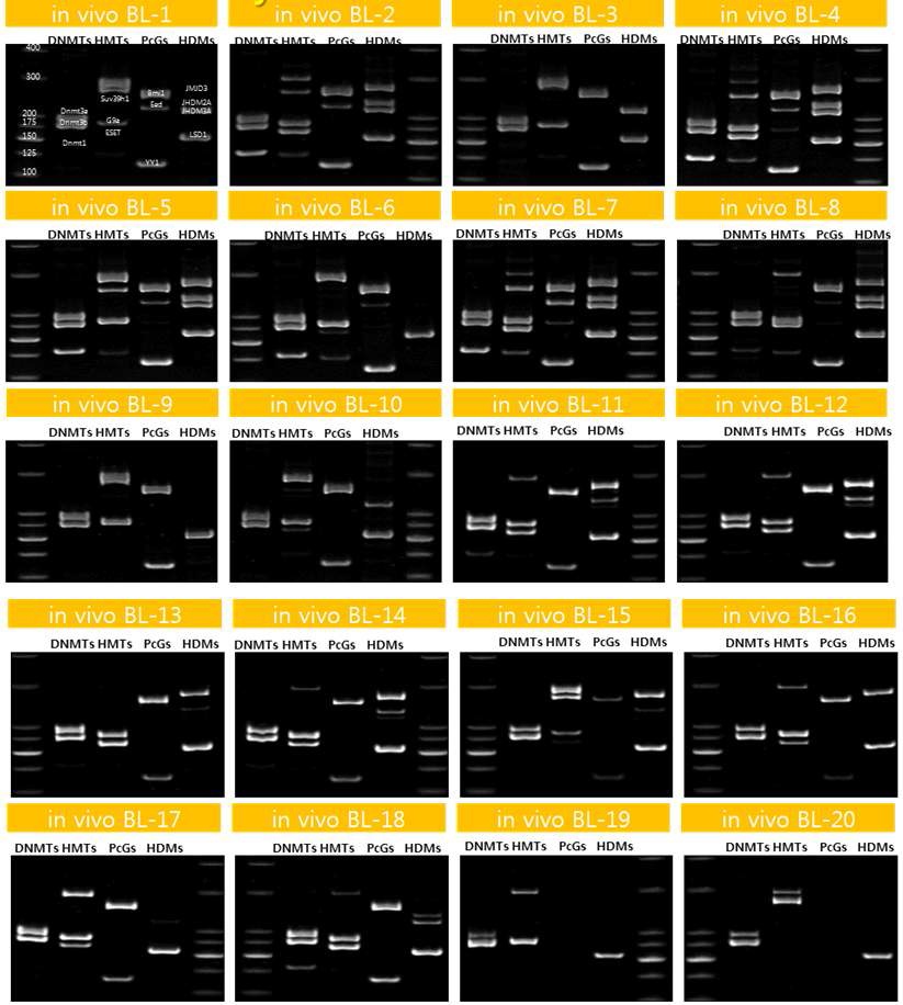 그림 18 생쥐 in vivo blastocysts 다중 PCR 분석 결과