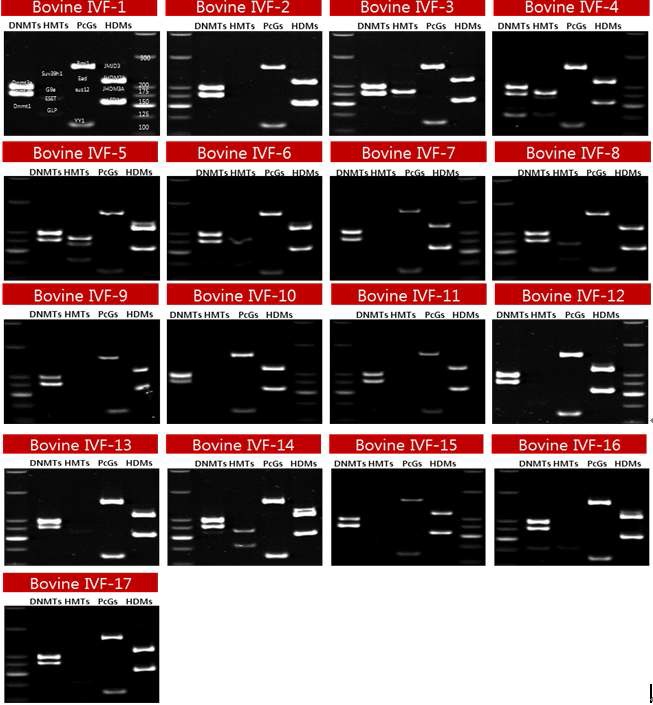 그림 23 소 IVF blastocyst 다중 PCR 분석 결과