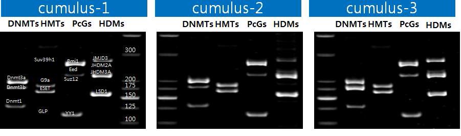 그림 25 소 체세포(cumulus cells) 다중 PCR 분석 결과