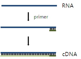 그림 31 역전사효소를 통한 cDNA합성 방법 모식도