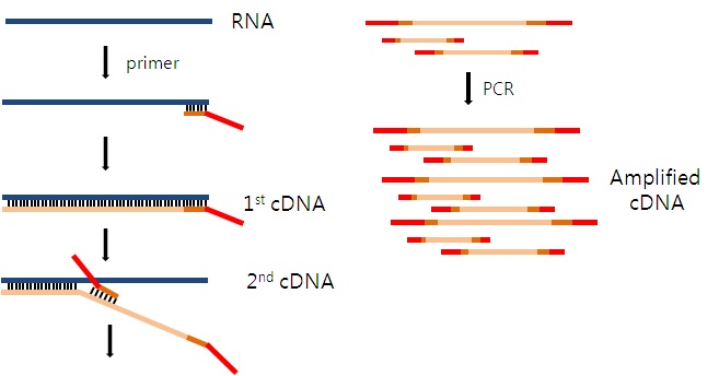 그림 32 WTA 방법을 이용한 cDNA 합성 모식도