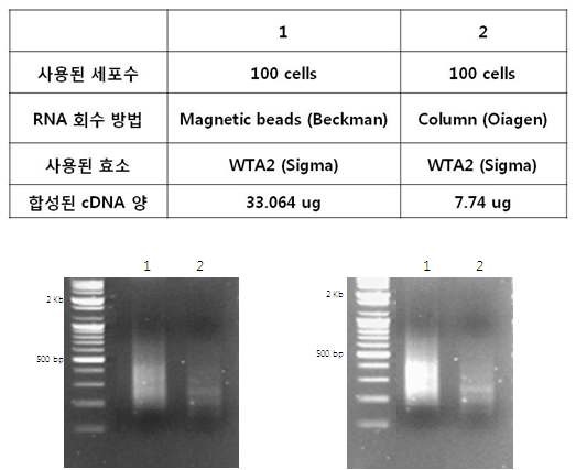 그림 34 Bead와 Column을 이용한 RNA 회수 방법의 조건(위쪽)과 합성된 cDNA 전기영동 사진(아래쪽)